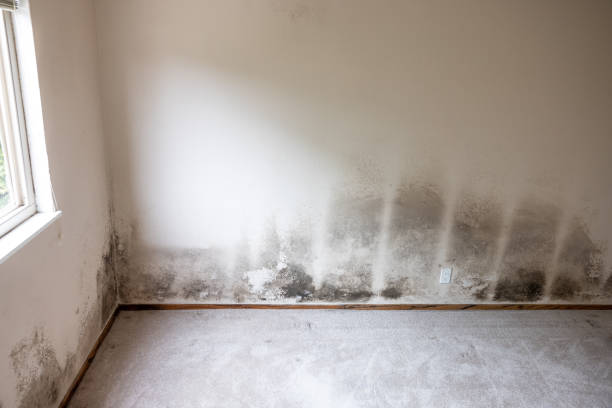 Best HVAC Mold Inspection and Cleaning  in Monmouth Junction, NJ