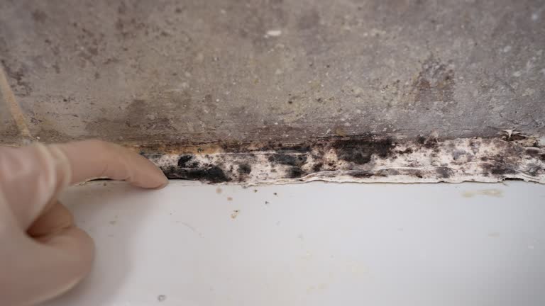 Best Mold Damage Restoration  in Monmouth Junction, NJ